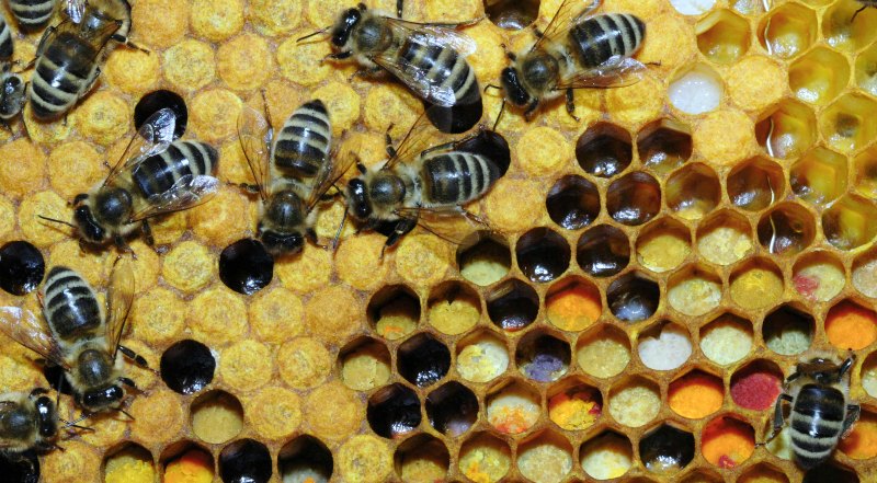 Bee-Pollen-1