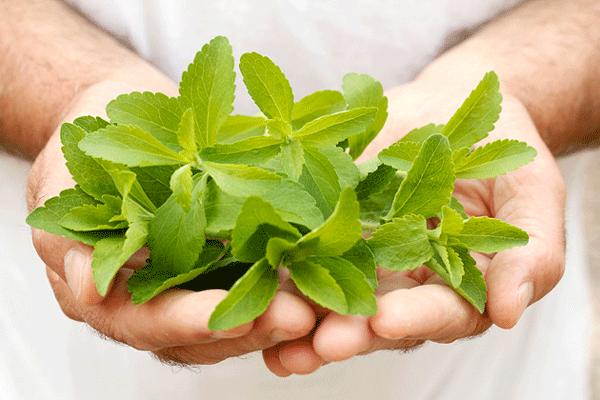 Organic-Stevia