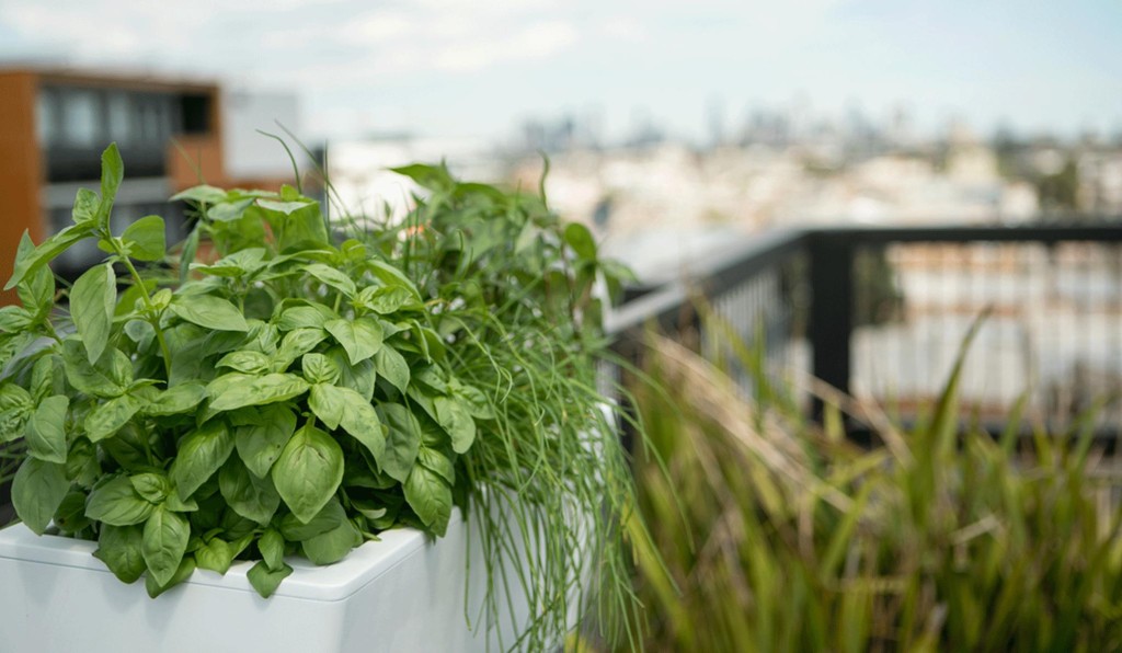 vegetable garden in planters1