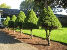 Evergreen Trees Melbourne