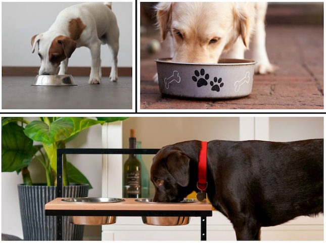 dogs-bowl