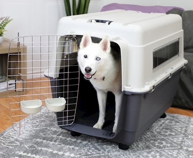 kennel with dog