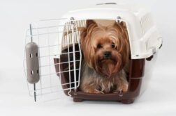 little dog inside airline approved crate