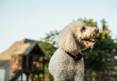 small dog with bark collar