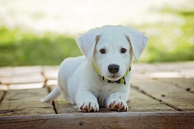 small dog with collar