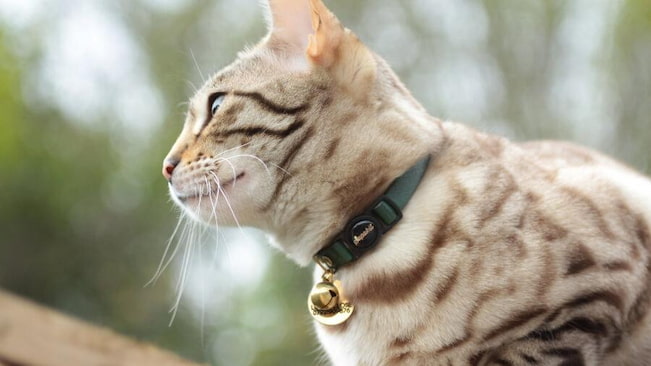 cat bell collar