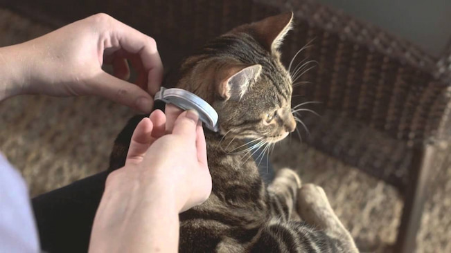 cat flea collar