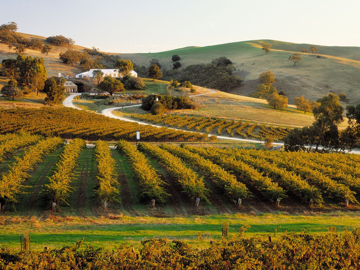 Vineyards in the Barossa Valley of South Australia