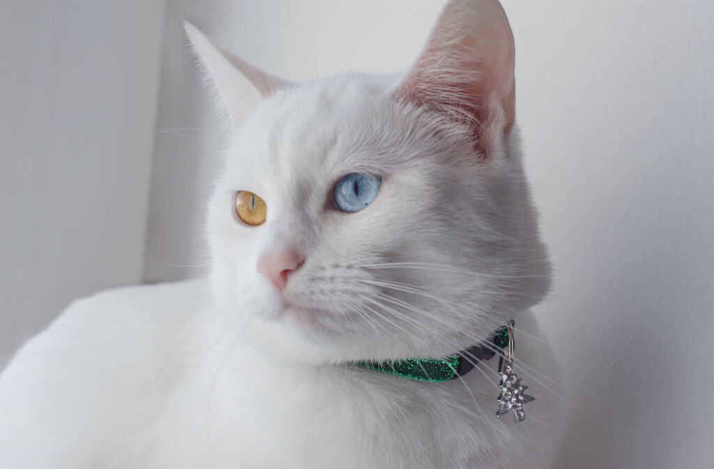 Cat-Collars-Range-image