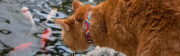 cat-collar-cover