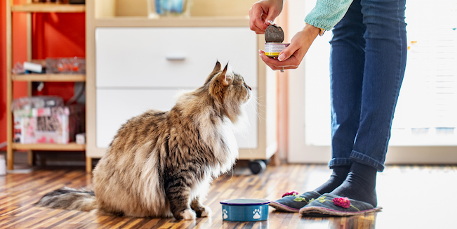 canned cat food