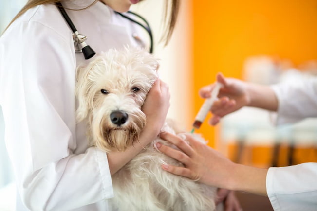 dog getting injection