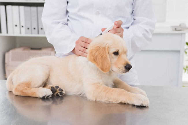 dog at the vet