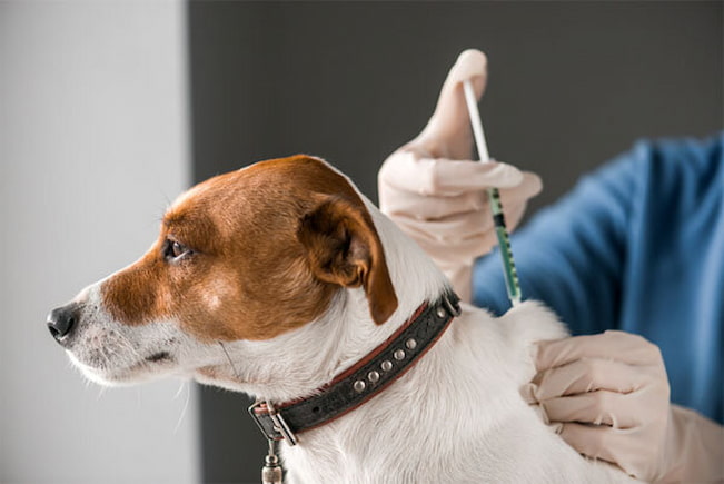 dog gets vaccinated