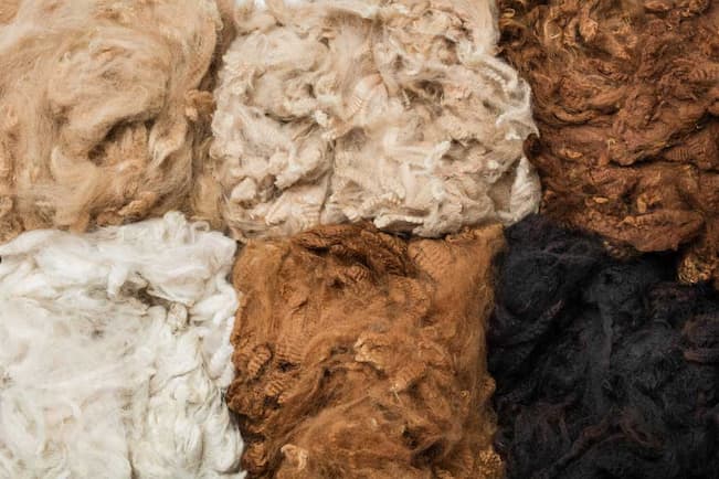 alpaca wool