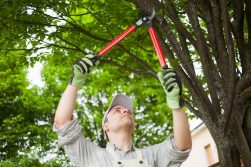 tree arborist pruning a fruit tree