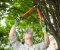 tree arborist pruning a fruit tree