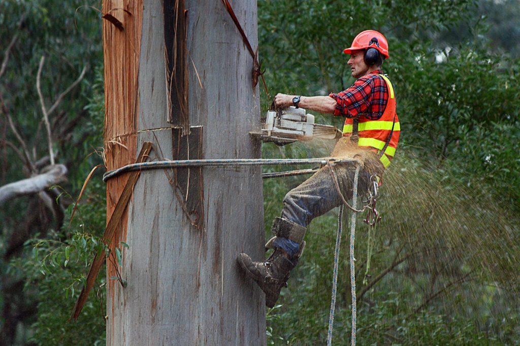 tree arborists removing a big tree