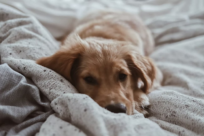 dog laying in his comfy bed