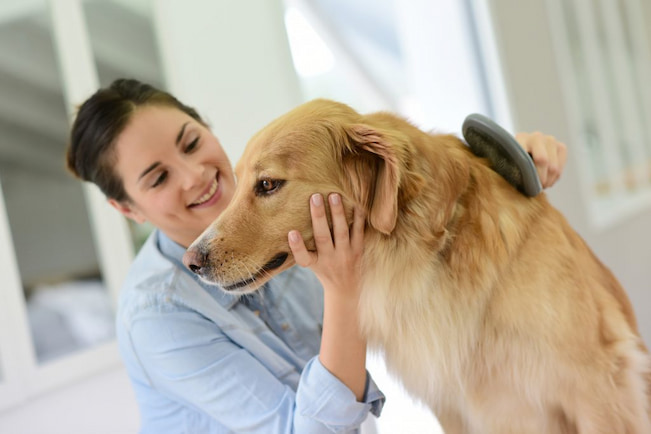 owner grooming the dog