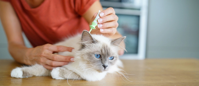 flea and tick control for cats