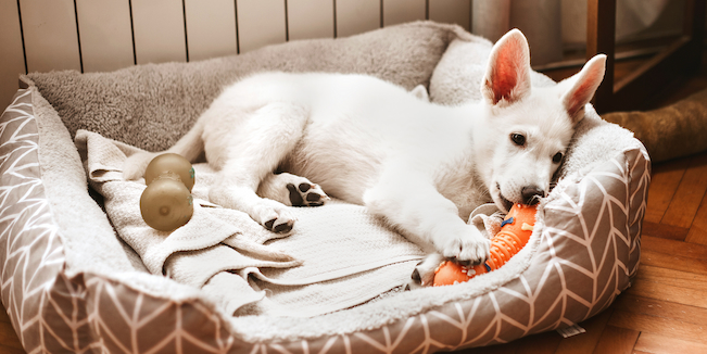 puppy enjoy playing with his toys