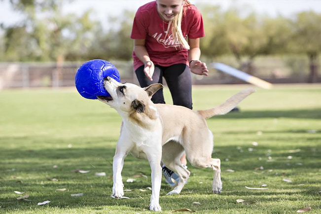 owner playing with her dog