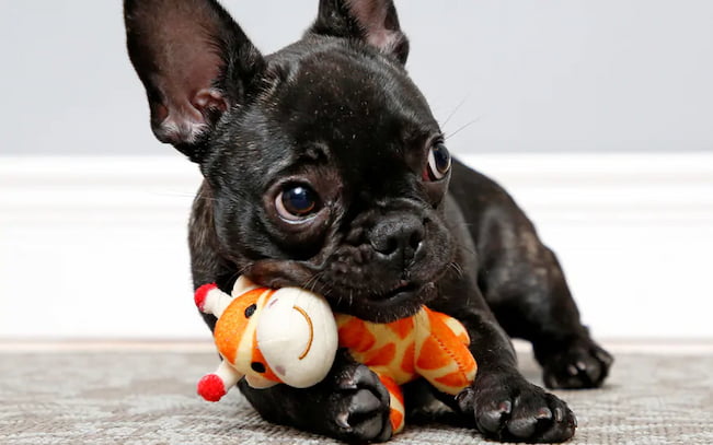 dog playing with his stuffed toy