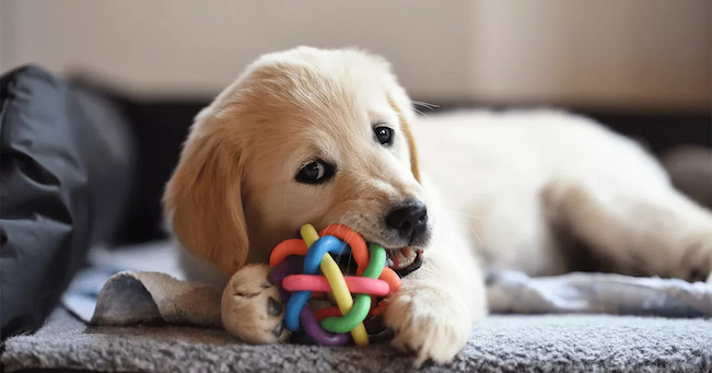 dog playing with its ball toy