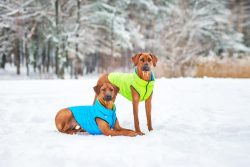 Introduction to Dog Clothing: How to Find the Perfect Attire for Your Pooch