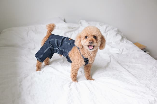 your pooch in cute clothes for dogs will keep him comfy and stylish