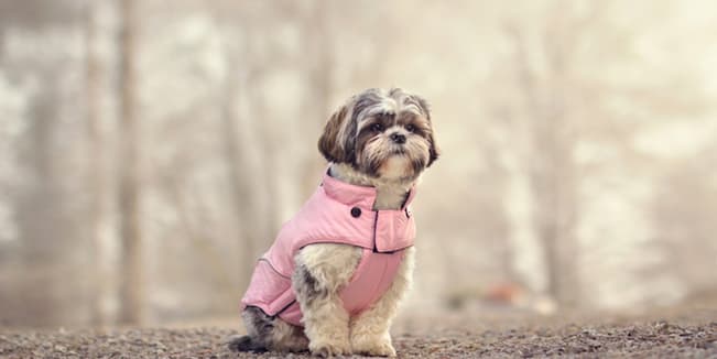 Why You Should Dress Up Your Dog?