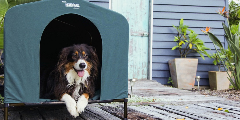 kennel for a dog