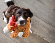 Dog with toy