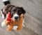 Dog with toy
