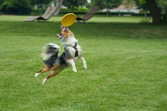 Dog playing with interactive items