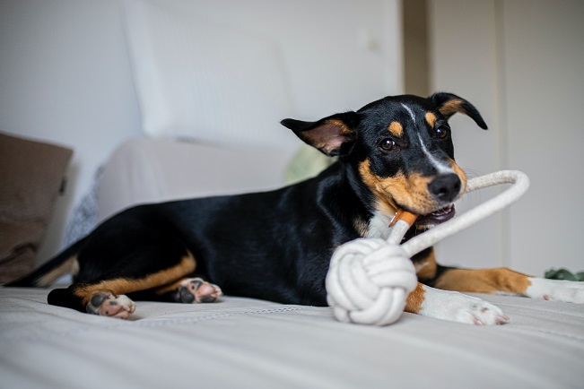 Dog with toy