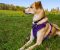 dog-harness