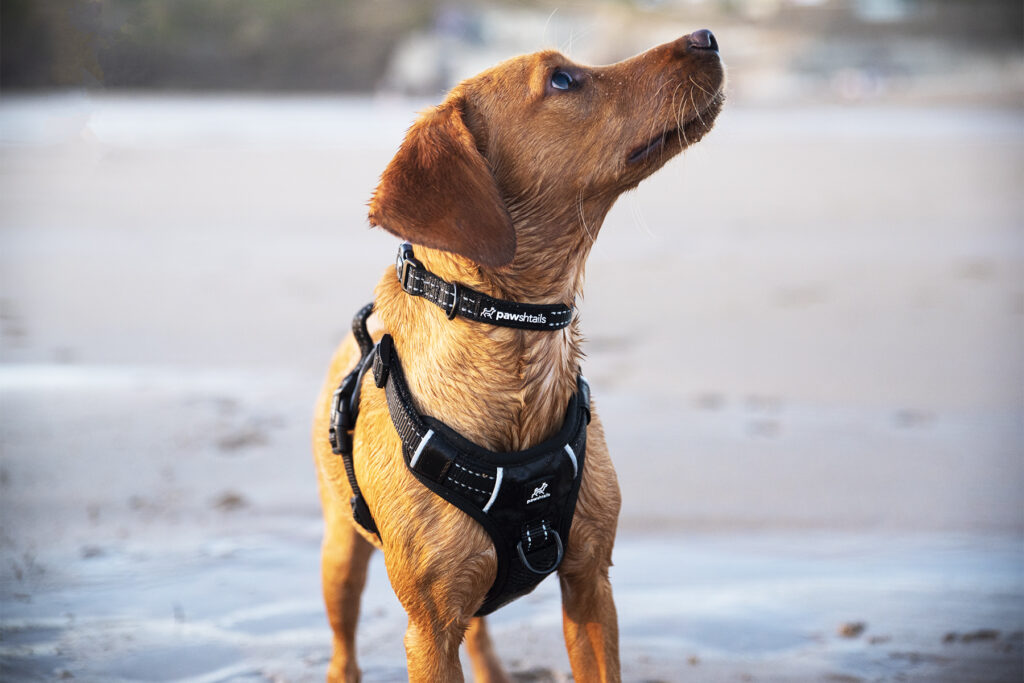 no-pull dog harness