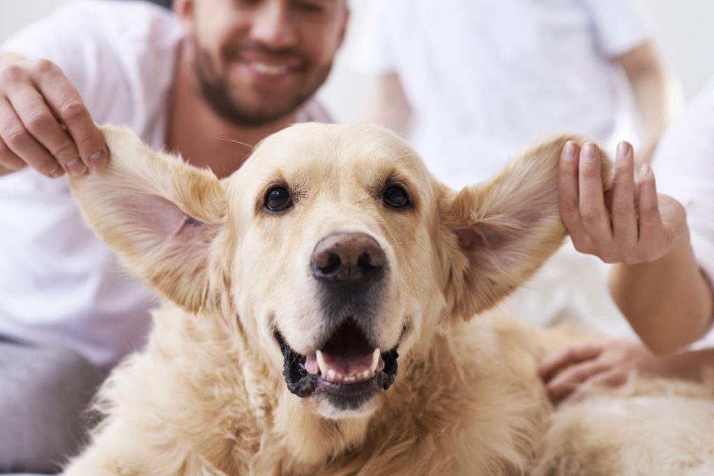 dog ear care