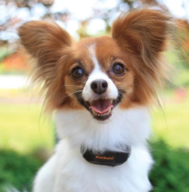 PetSafe Vibration Bark Control Collar VBC-10 - PBC17-13338