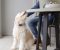 PetSafe Audible Bark Collar - PBC17-17283