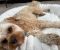 Cloe Pet Bed