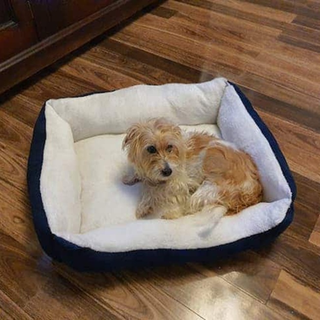 Vera Dog Bed