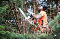 Arborist