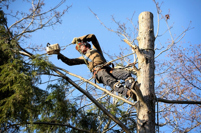 Tree Arborist