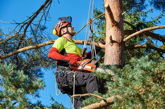 Tree Care